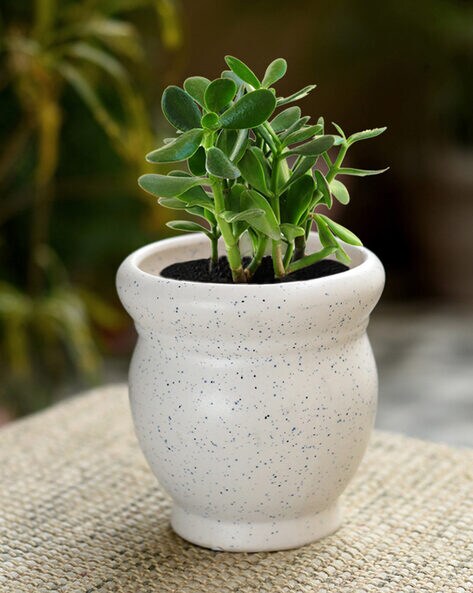 table plant pot