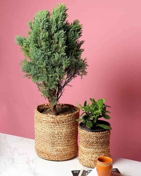 habere india Pack of 2 Handmade Jute Baskets-picture-17