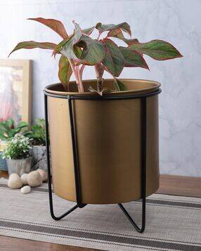 aapno rajasthan Solid Metal Planter-picture-19
