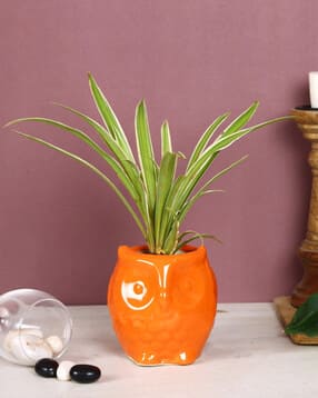 aapno rajasthan Owl Shaped Pot for Plants-picture-29