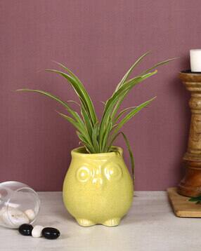 aapno rajasthan Owl Shape Head Mini Planter Pot-picture-28