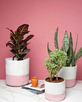 habere india Pack of 3 Handmade Biodegrable Eco Friendly Planters Baskets-picture-35