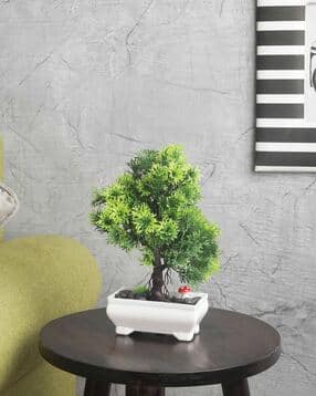 foliyaj Branched Bonsai Tree with Pots-picture-46