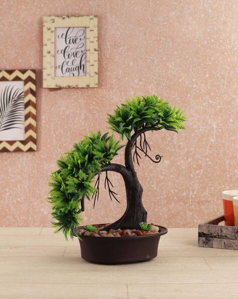 Ficus Microcarpa Live Bonsai Tree - Buy Indian Bonsai Delhi Home