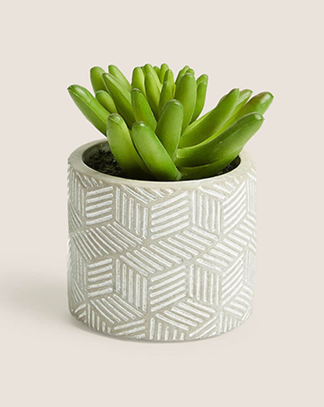 Marks and spencer succulent
