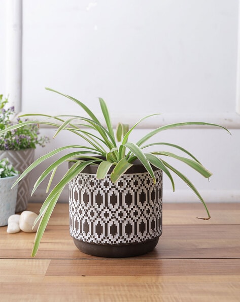 Buy Grey & White Gardening & Planters for Home & Kitchen by Tayhaa