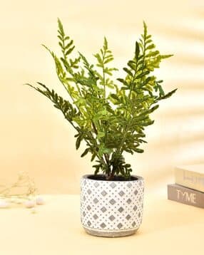 tayhaa Artificial Plant with Ceramic Planter-picture-52