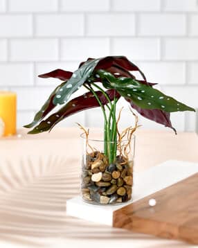 tayhaa Glass Planter with Artificial Begonia Plant-picture-27
