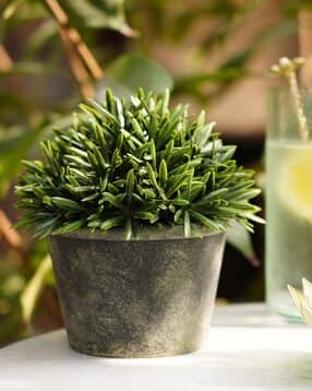 pure home and living Artificial Rosemary with Pot-picture-39