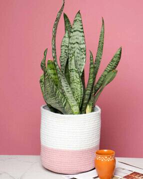 habere india Colourblock Eco Friendly Planters Basket-picture-23