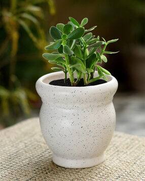unravel india Stoneware Matki Table Top Plant Pot-picture-42