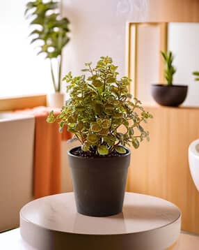 Long Lasting Artificial Plants with Pot-image-30