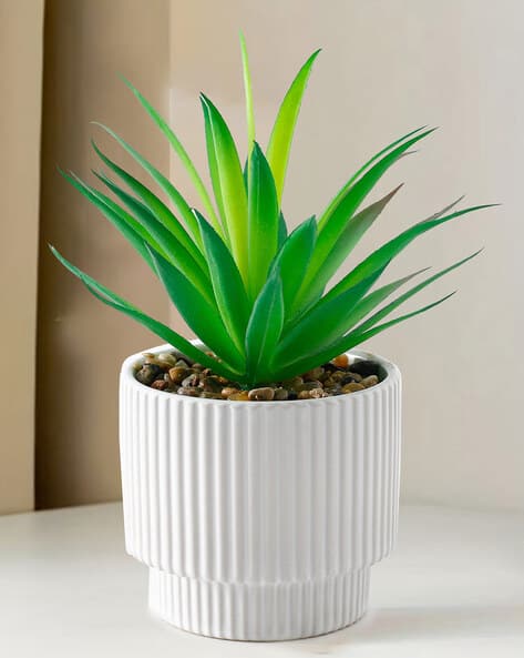 miniature air plants Air Plants-Harrisii main image 0