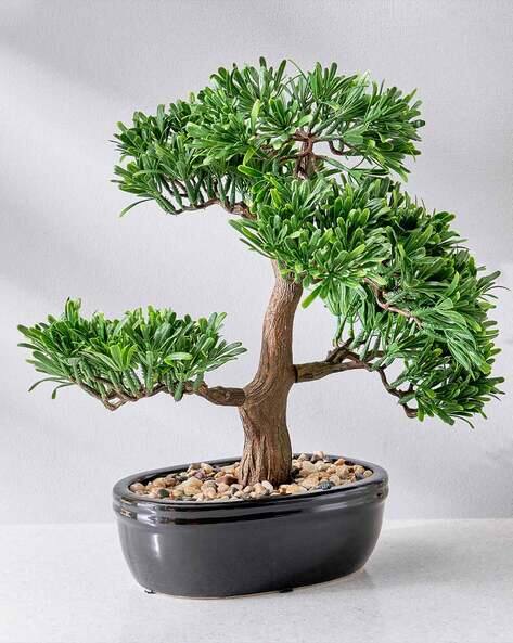 Buy Home Centre Bonsai Artificial Plant in Ce Online | Ajio.com