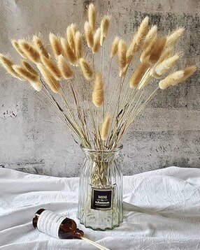 homesake Set of 30 Bunny Tails Dried Plants-picture-39