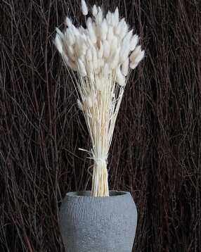Bunny Tails Dried Flower Dried Pampas Bouquet