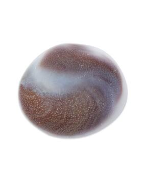 Gomti Chakra River Stone