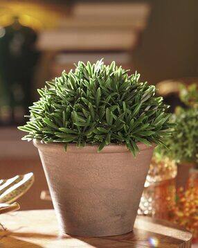 pure home and living Artificial Fern Pine Plant with Cement Pot - Small-picture-41