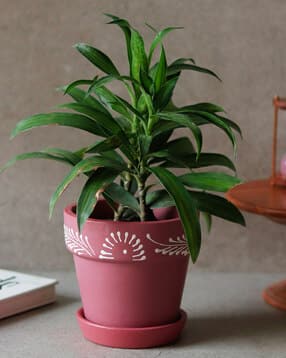 unravel india Planter Pot with Tray in Terracotta-picture-40