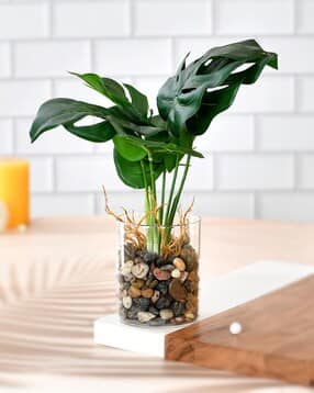 tayhaa Artificial Plant with Pot-picture-48