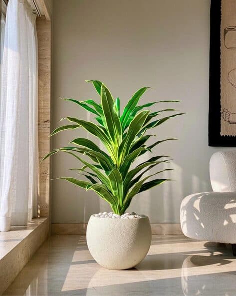 bromelie orange Bromelie Guzmania Happiness Zimmerpflanze Ø12cm ↕45cm kaufen