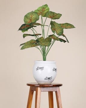 foliyaj 18 Leaf Red Caladium Plant without Pot-picture-31