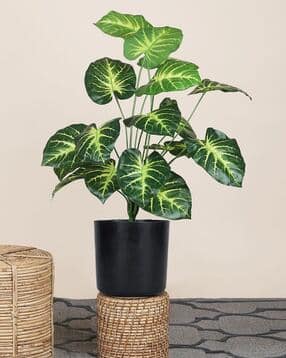 foliyaj 18 Leaf Money Plant in Black Pot-picture-14