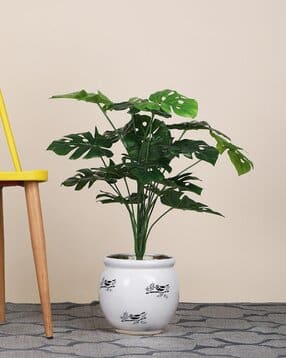 foliyaj 18 Leaf Monstera Plant without Pot-picture-45