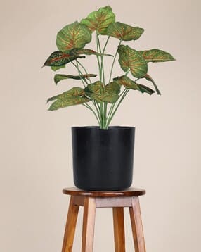 foliyaj 18 Leaf Red Caladium Plant in Black Pot-picture-40