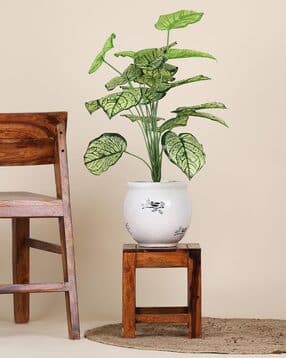 foliyaj 18 Leaf Caladium Plant without Pot-picture-18