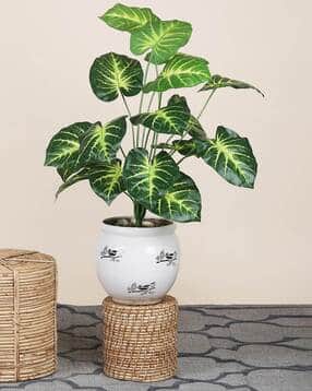 foliyaj 18 Leaf Money Plant Bunch without Pot-picture-12