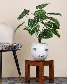 foliyaj 18 Leaf Money Plant Bunch without Pot-picture-22