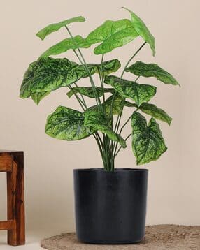 foliyaj 18 Leaf Alocasia-D Plant in Black Pot-picture-50