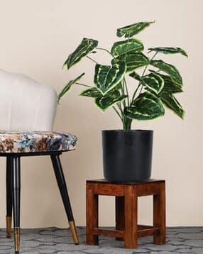 foliyaj 18 Leaf Money Plant in Black Pot-picture-41