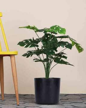 foliyaj 18 Leaf Monstera Plant in Black Pot-picture-37