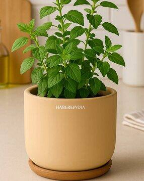 habere india Pot For Plants-picture-44