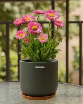 habere india Set of 2 Indoor Clay Pot & Tray Set-picture-50
