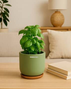 habere india Terracotta Clay Pot For Indoor Plants-picture-30