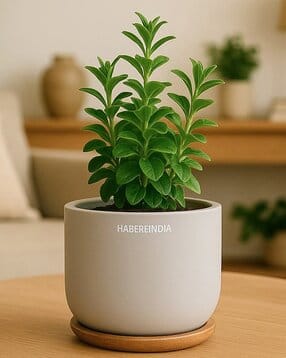 Pot For Plants
