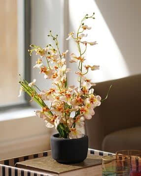 pure home and living Artificial Dancing Lady Orchid in Cement Pot-picture-16