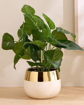 Colourblock Artificial Money Plant with Ceramic Pot