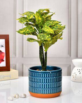 tayhaa Striped and Ceramic Planter-picture-20