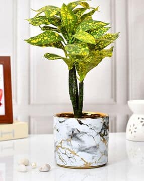 tayhaa Marble Print Cermaic Planter-picture-53