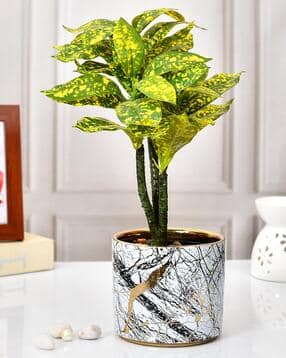 Printed Table Top Ceramic Planter-image-20