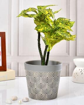 tayhaa Geometric Pattern Ceramic Planter-picture-12