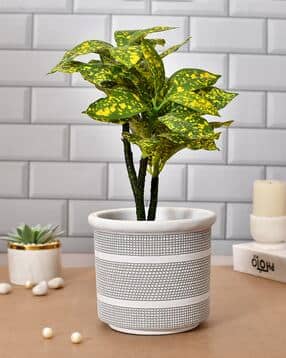 tayhaa Timeless Blossom Planter-picture-32