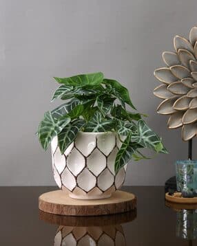 tayhaa Ivory Diamond Planter-picture-19
