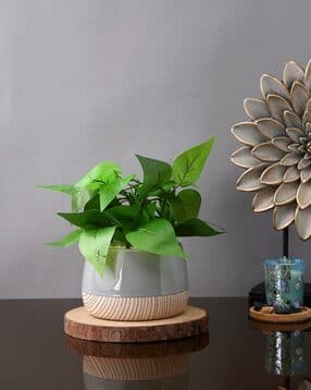 tayhaa Slatewood Elegance Planter-picture-33