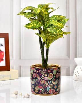 Printed Table Top Ceramic Planter-image-31