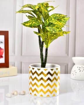 tayhaa Zig-Zag Ceramic Planter-picture-27